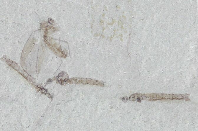 Fossil Crane Fly Larvae & Beetle - Green River Formation #76069